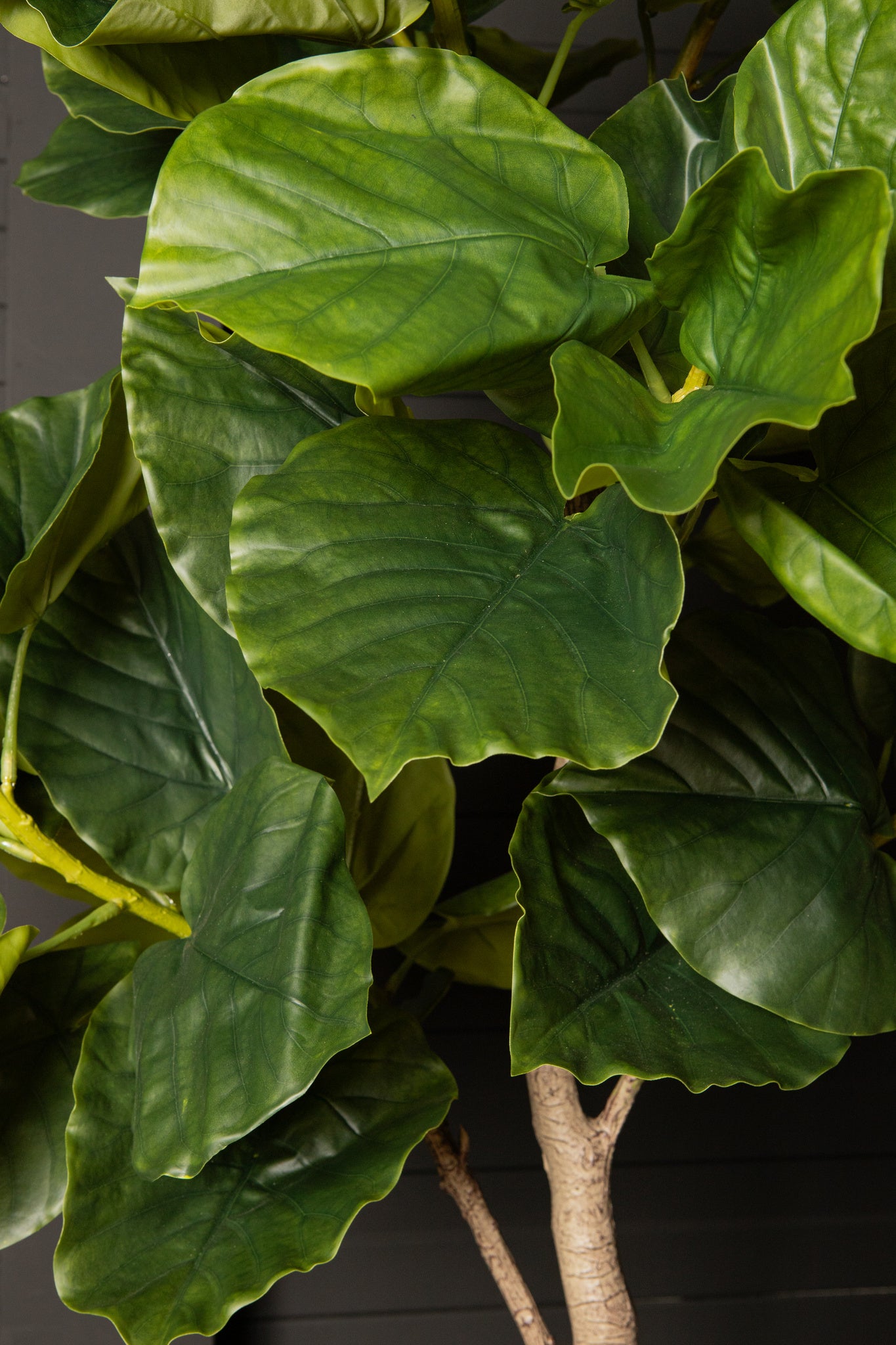 Tree Green Ficus Tree In Pot M