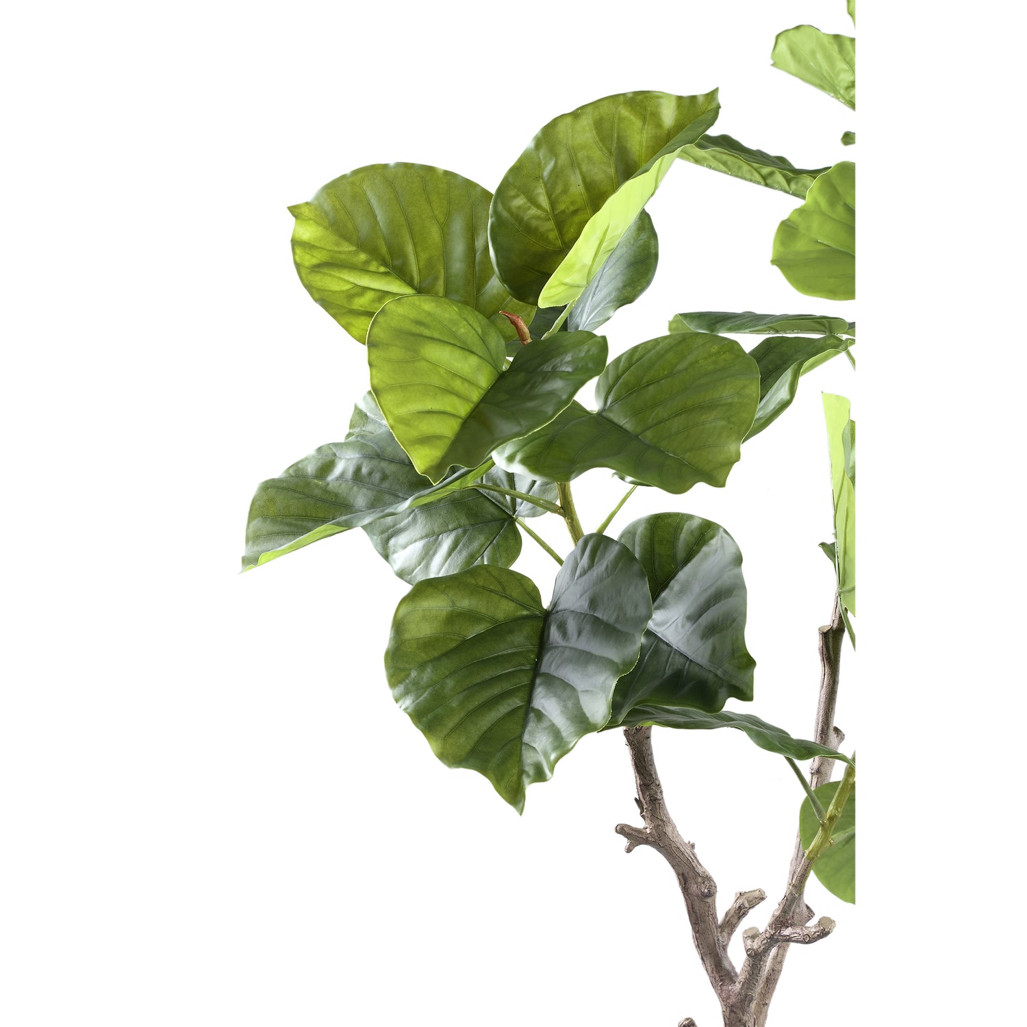 Tree Green Ficus Tree In Pot S